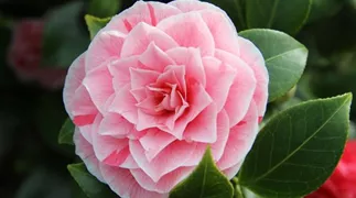 camellia-g57dda255e_1920.jpg