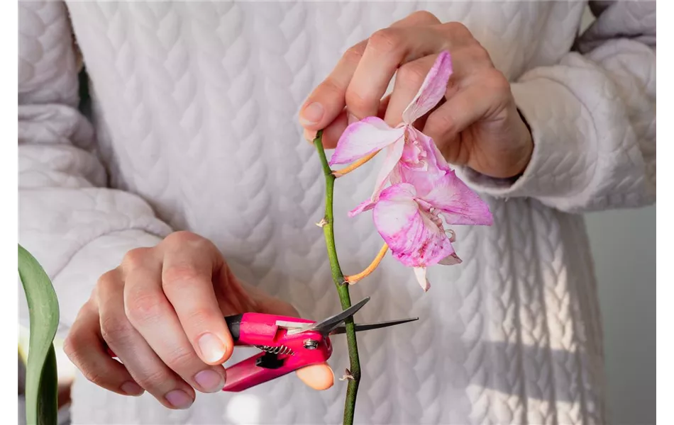 Workshop Orchideenpflege