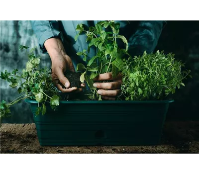 Kräuterwissen - Pflanzen, pflegen, genießen