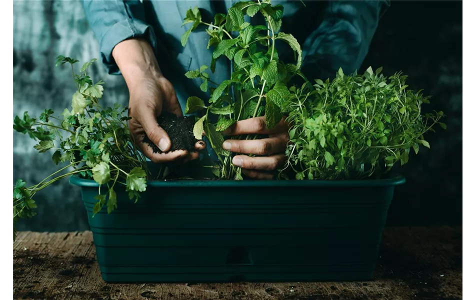 Kräuterwissen - Pflanzen, pflegen, genießen