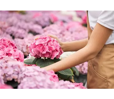 Hortensien in Bestform: Alles zu Pflege, Schnitt & Standort