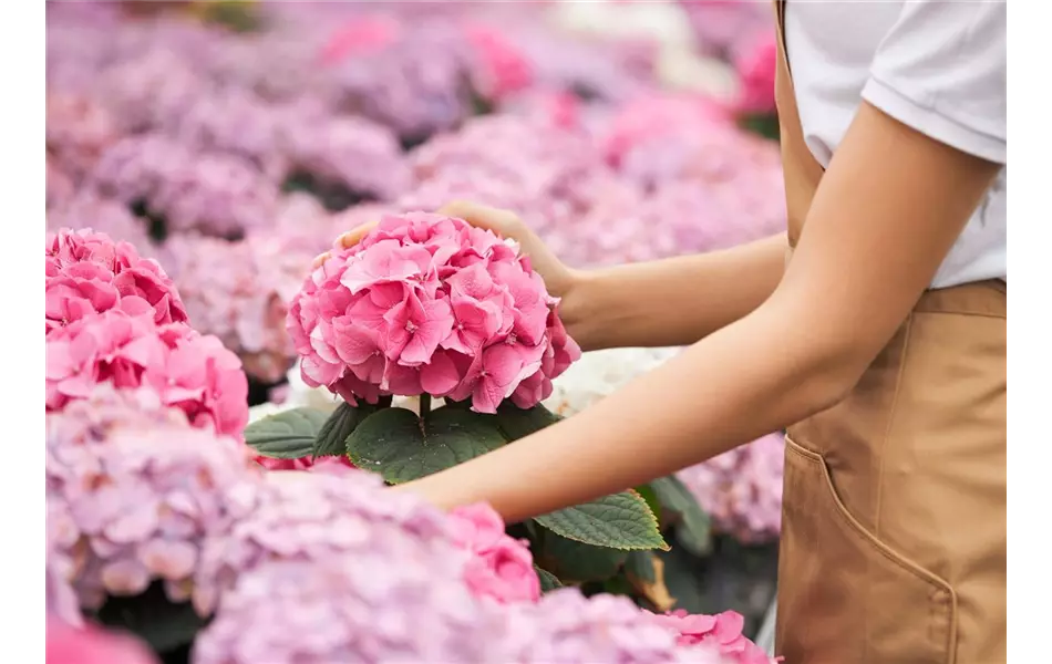 Hortensien in Bestform: Alles zu Pflege, Schnitt & Standort