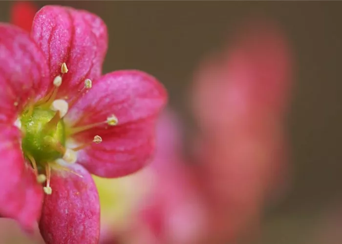 Moossteinbrech - Einpflanzen im Garten Moossteinbrech - Einpflanzen im Garten