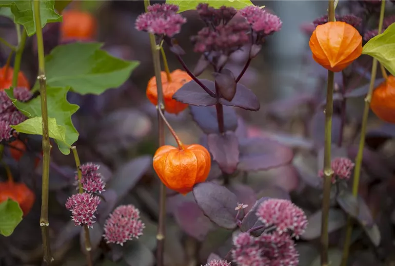 Physalis alkekengi var. franchetii Physalis alkekengi var. franchetii