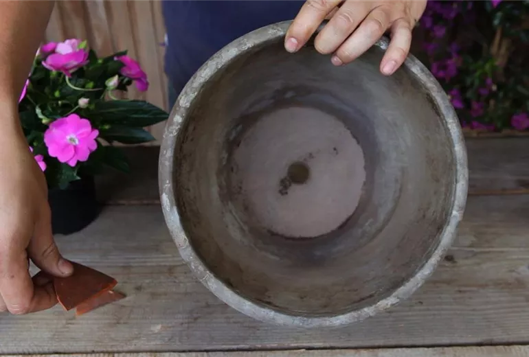 Edellieschen - Einpflanzen in ein Gefäß (2)