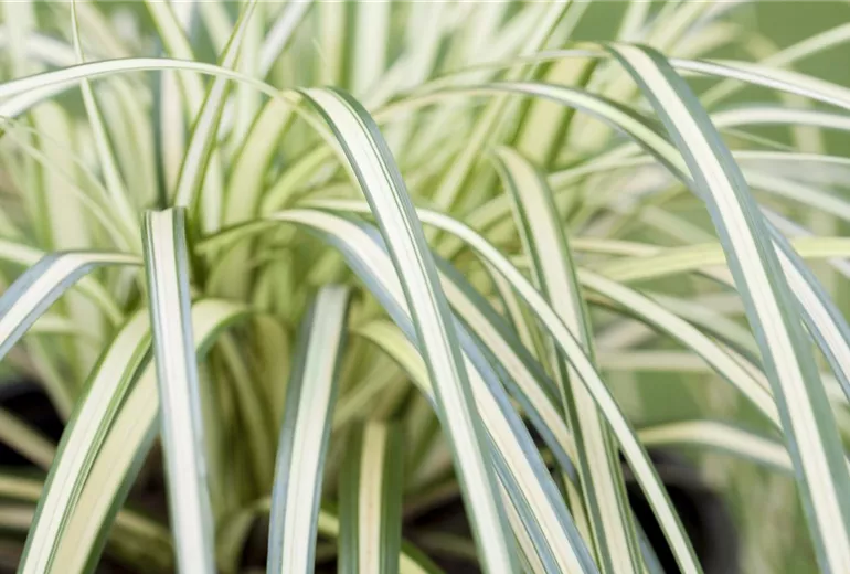 Carex oshimensis 'Evergold'