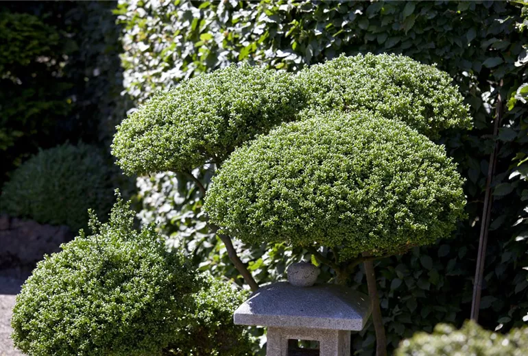 Ilex crenata Ilex crenata