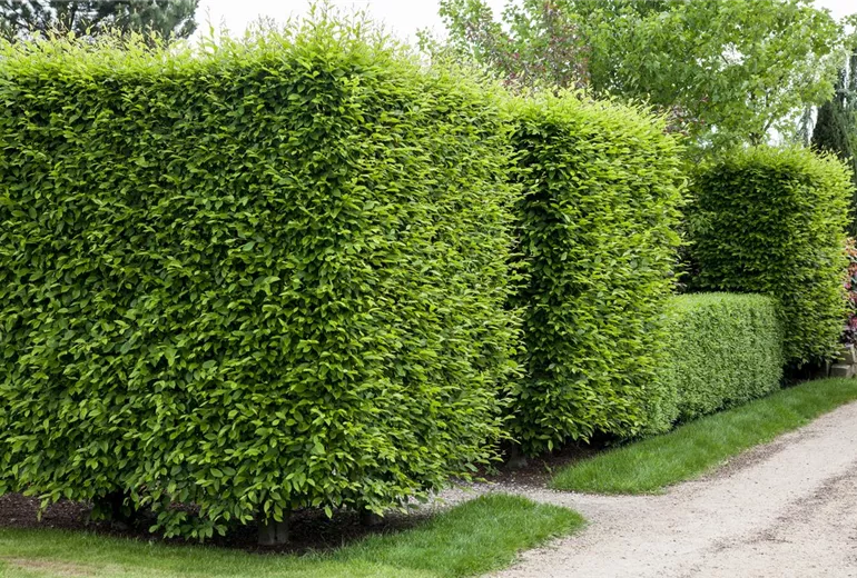 Carpinus betulus Carpinus betulus