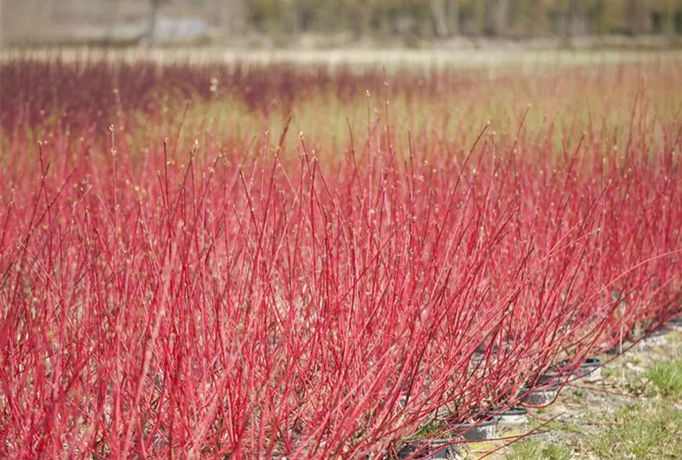 Cornus alba 'Sibirica' Cornus alba 'Sibirica'
