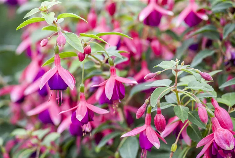 Fuchsia Fuchsia