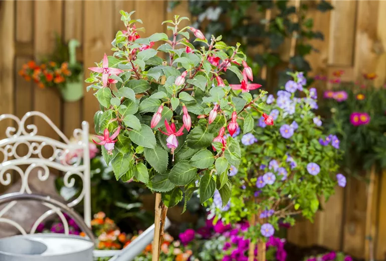 Fuchsia Fuchsia