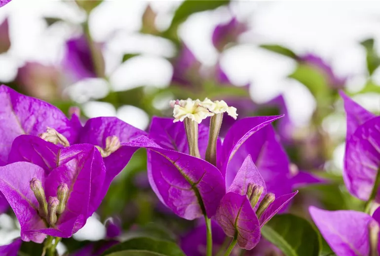 Bougainvillea glabra 'Sanderiana'
