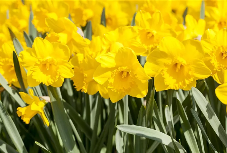 Narcissus Trumpet