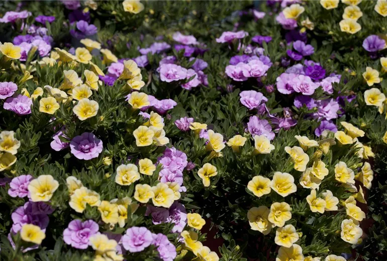 Calibrachoa