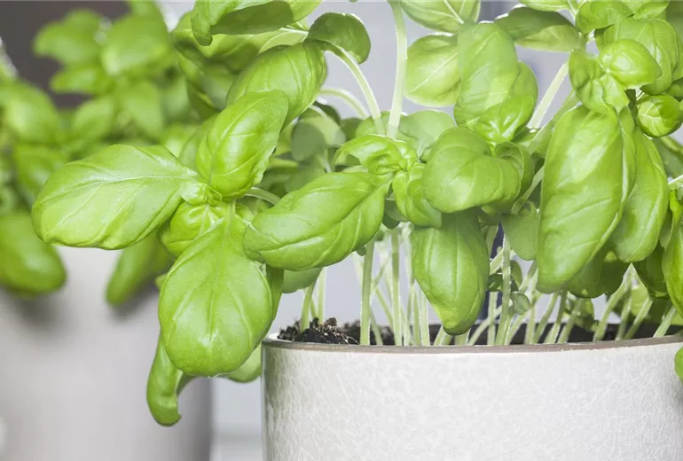 Ocimum basilicum Ocimum basilicum