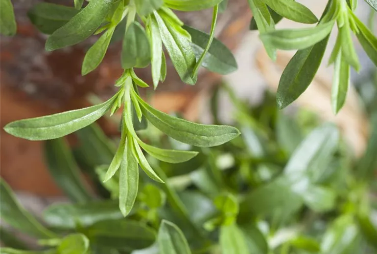 Satureja hortensis Satureja hortensis