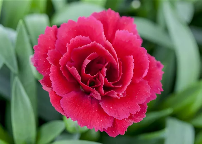 Der 1. Mai – was hat er mit Pflanzen und Blumen zu tun?