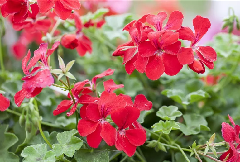 Pelargonium peltatum Pelargonium peltatum