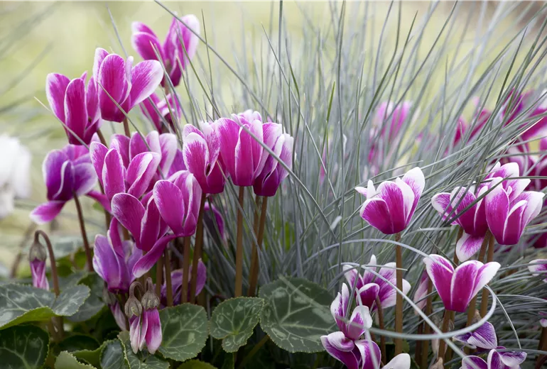 Cyclamen persicum