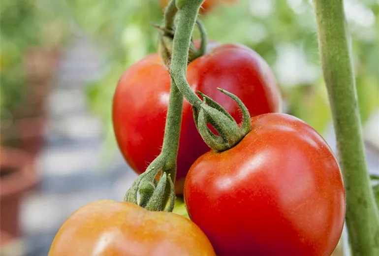 Solanum lycopersicum