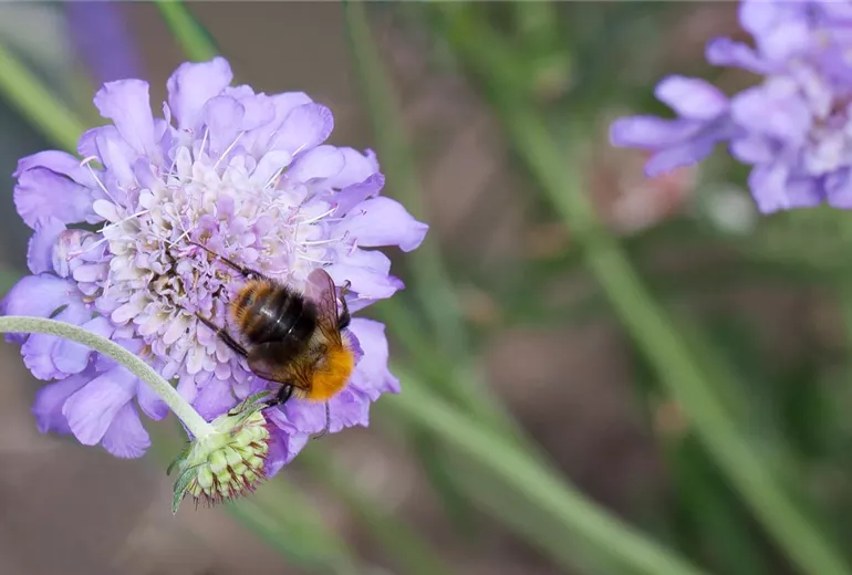 Scabiosa columbaria 'Butterfly Blue'