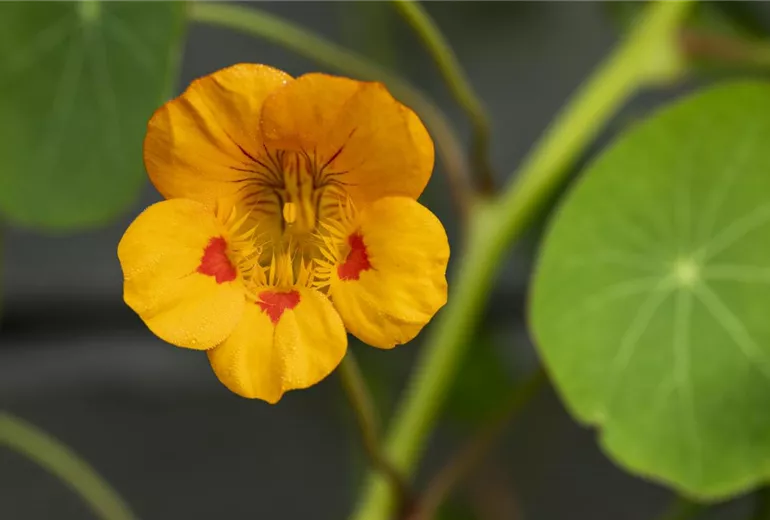 Tropaeolum minus Tropaeolum minus