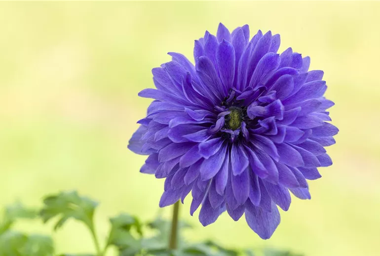 Anemone coronaria