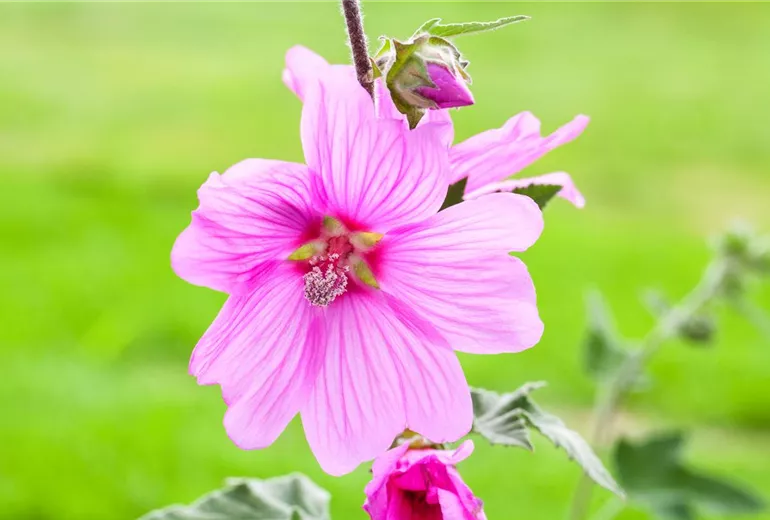 Malva Malva
