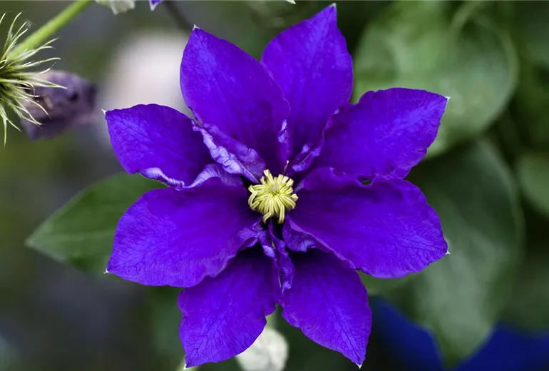 Clematis 'Diamantina'
