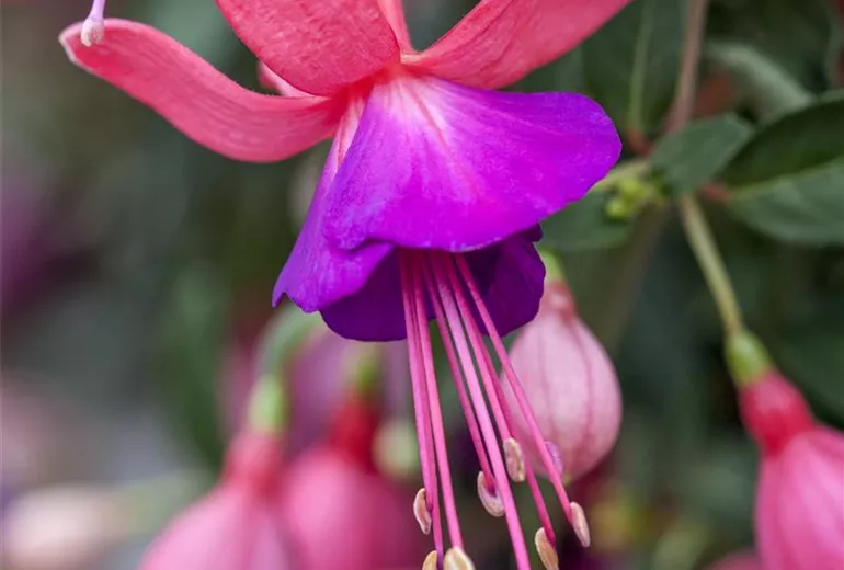 Fuchsia 'Jollies® Force Bondy'(s)