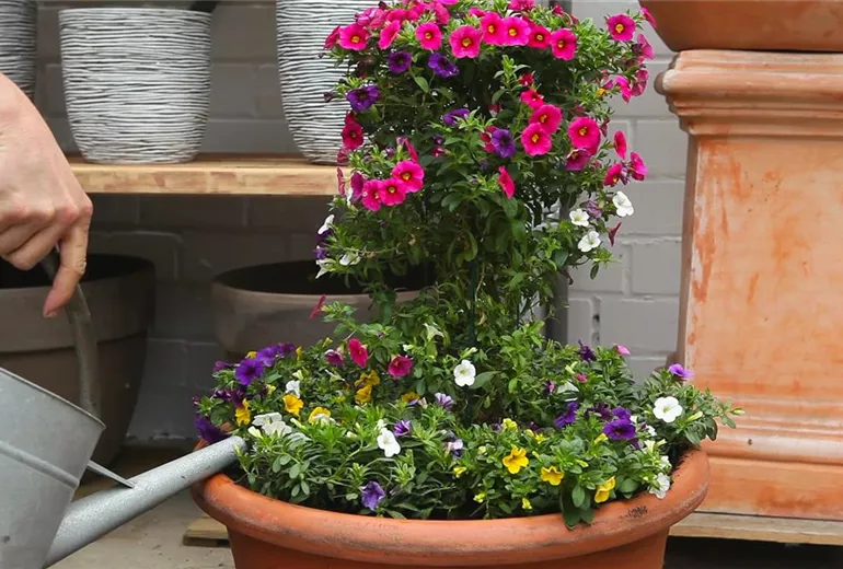 Minipetunien - Einpflanzen in ein Gefäß (thumbnail)