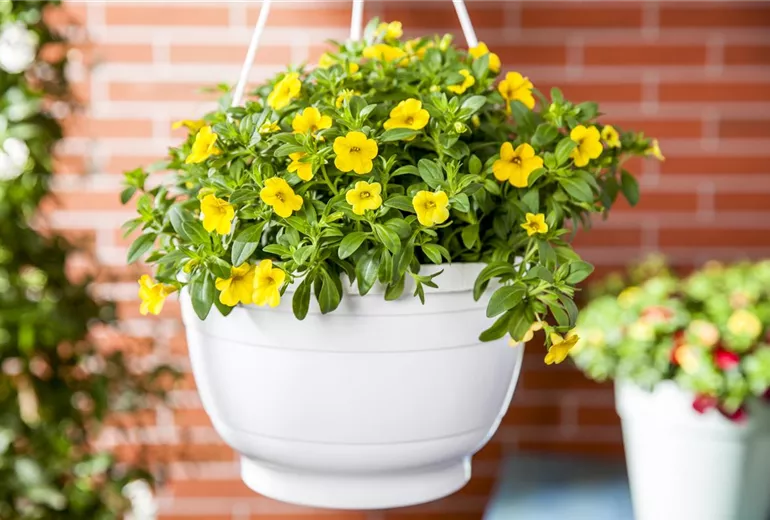 Calibrachoa