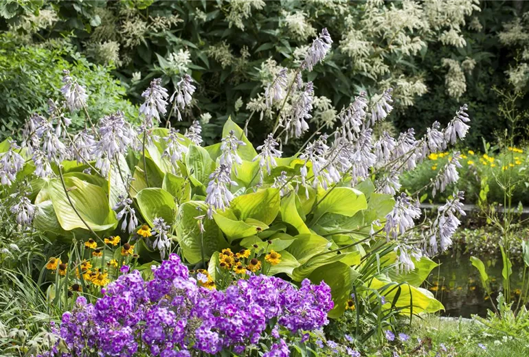 Hosta Hosta