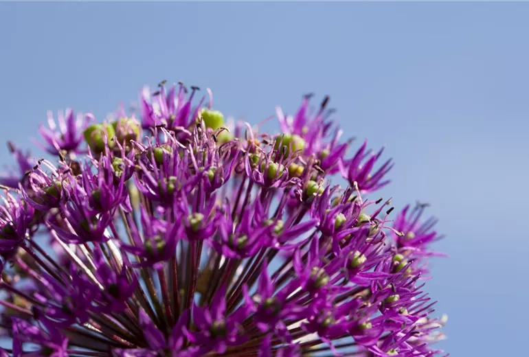 Allium aflatunense Allium aflatunense