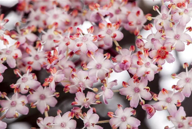 Sambucus nigra 'Thundercloud' Sambucus nigra 'Thundercloud'