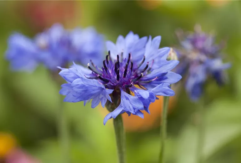 Centaurea cyanus Centaurea cyanus