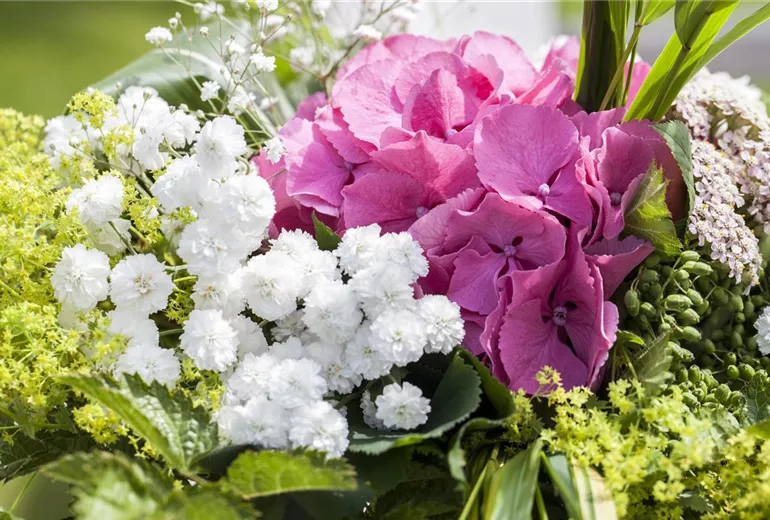Hydrangea Hydrangea