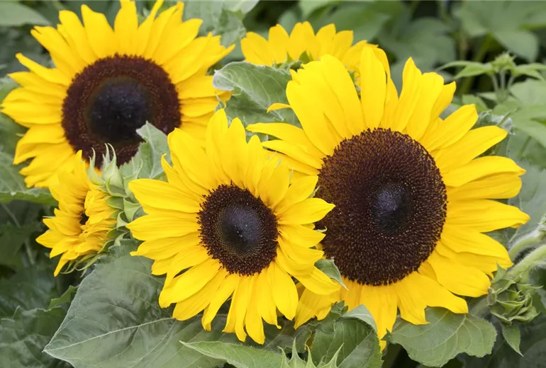 Helianthus annuus Helianthus annuus
