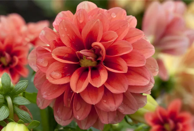 Dahlia Dahlia