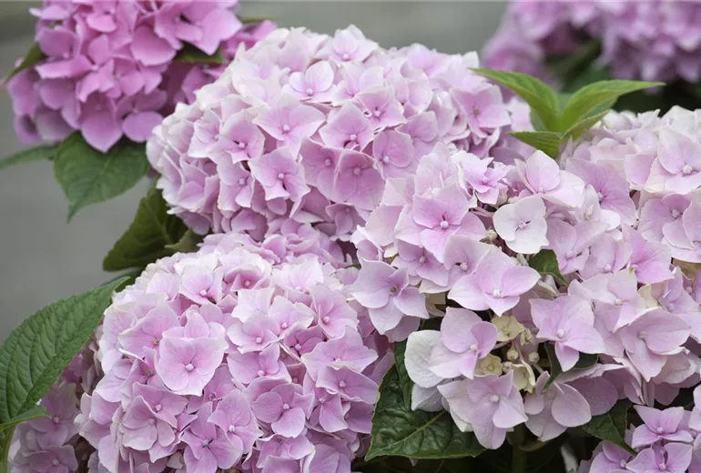 Hydrangea macrophylla Hydrangea macrophylla