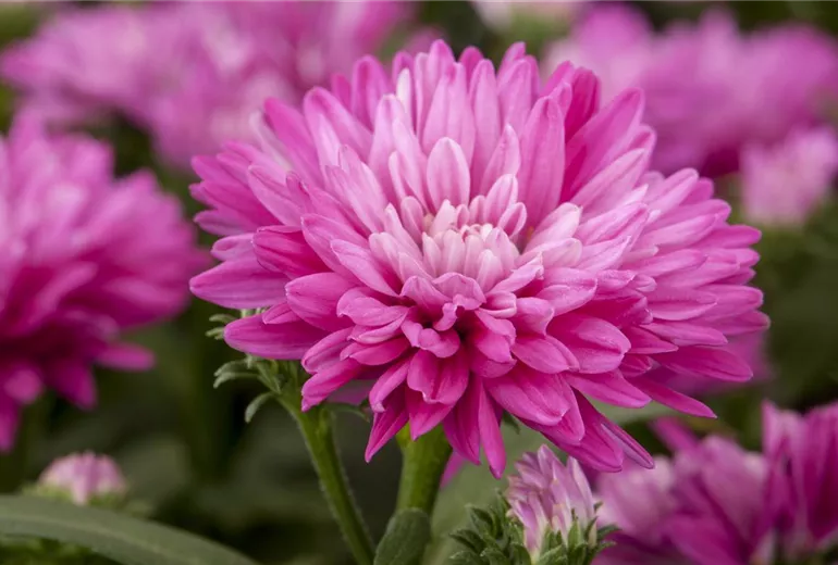Aster novi-belgii Aster novi-belgii