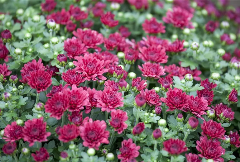 Chrysanthemum indicum Chrysanthemum indicum