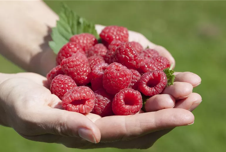 Rubus idaeus