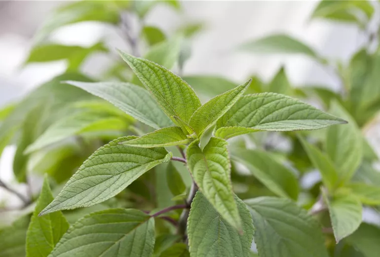 Salvia elegans
