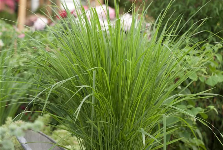 Panicum virgatum 'Northwind' Panicum virgatum 'Northwind'