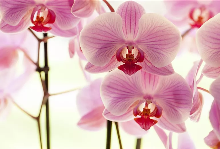 Phalaenopsis, rosa Phalaenopsis, rosa