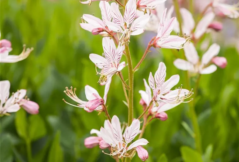 Dictamnus albus