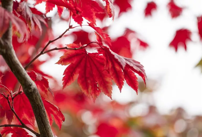 Acer japonicum 'Vitifolium' Acer japonicum 'Vitifolium'