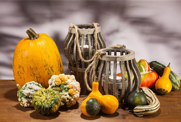 Cucurbita Cucurbita