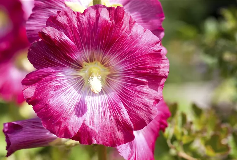 Alcea rosea Alcea rosea